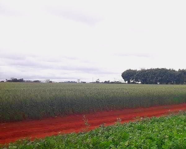 Cultivo verde junto a un camino de tierra roja, con un galpón y árboles al fondo.