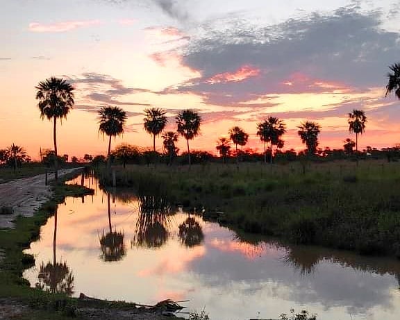 Palmar al atardecer reflejado en el agua, junto a un camino.
