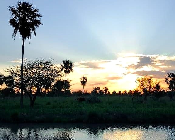 Palmeras a contraluz al atardecer, con rayos de sol entre las nubes y el agua adelante.